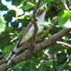 The yellow-billed cuckoo, which breeds in the American southeast, is not adjusting to the changing start date of spring. That may threaten its survival.